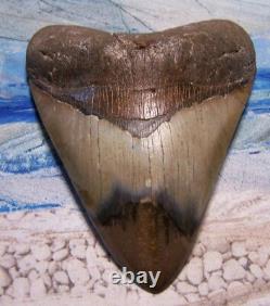 Megalodon Shark Tooth 5 1/8 Shark Teeth Big Jaw Fossil Stunning Color Polished