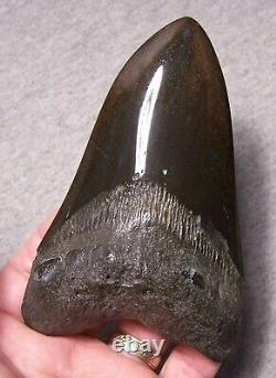 Megalodon Shark Tooth 5 1/8 Shark Teeth Big Jaw Fossil Stunning Color Polished