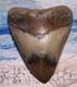 Megalodon Shark Tooth 5 1/8 Shark Teeth Big Jaw Fossil Stunning Color Polished