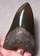 Megalodon Shark Tooth 5 1/8 Shark Teeth Big Jaw Fossil Stunning Color Polished