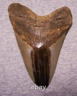 Megalodon Shark Tooth 5 1/8 Shark Teeth Big Jaw Fossil Stunning Color Polished