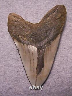 Megalodon Shark Tooth 5 1/8 Shark Teeth Big Jaw Fossil Stunning Color Polished
