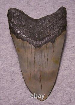 Megalodon Shark Tooth 5 1/8 Shark Teeth Big Jaw Fossil Stunning Color Polished