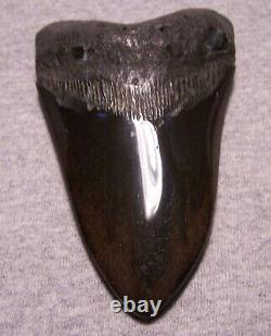 Megalodon Shark Tooth 5 1/8 Shark Teeth Big Jaw Fossil Stunning Color Polished