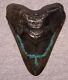 Megalodon Shark Tooth 5 1/8 Shark Teeth Blue Stone Inlay Fossil Polished Jaw