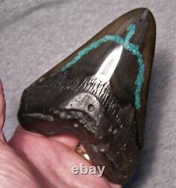 Megalodon Shark Tooth 5 1/8 Shark Teeth Blue Stone Inlay Fossil Polished Jaw