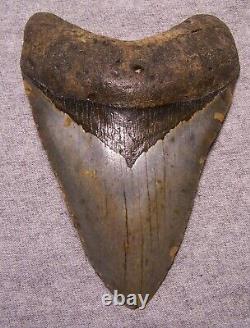Megalodon Shark Tooth 5 1/8 Shark Teeth Extinct Jaw Fossil Huge No Repair