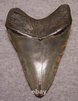 Megalodon Shark Tooth 5 1/8 Shark Teeth Extinct Jaw Fossil Huge No Repair