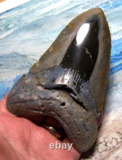 Megalodon Shark Tooth 5 1/8 Shark Teeth Huge Jaw Fossil Stunning Color Polished