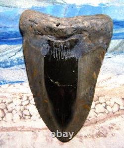 Megalodon Shark Tooth 5 1/8 Shark Teeth Huge Jaw Fossil Stunning Color Polished