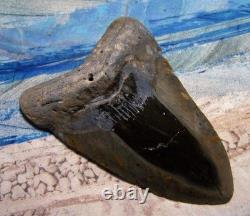 Megalodon Shark Tooth 5 1/8 Shark Teeth Huge Jaw Fossil Stunning Color Polished