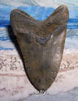 Megalodon Shark Tooth 5 1/8 Shark Teeth Huge Jaw Fossil Stunning Color Polished