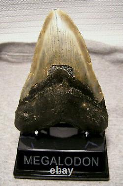 Megalodon Shark Tooth 5 1/8 Shark Teeth Jaw Fossil Real Megladon Display Huge