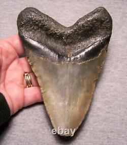 Megalodon Shark Tooth 5 1/8 Shark Teeth Jaw Fossil Real Megladon Display Huge