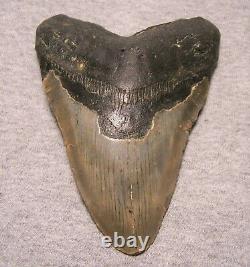 Megalodon Shark Tooth 5 1/8 Shark Teeth Jaw Fossil Real Megladon Display Huge