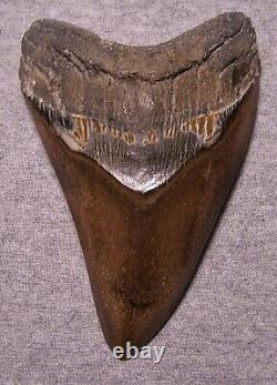 Megalodon Shark Tooth 5 1/8 Sharks Teeth Fossil Stunning Diamond Polished Jaw