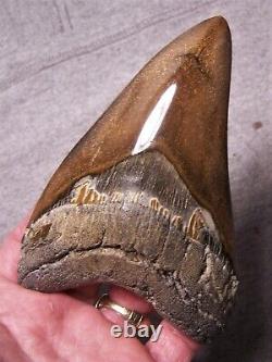 Megalodon Shark Tooth 5 1/8 Sharks Teeth Fossil Stunning Diamond Polished Jaw
