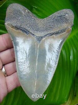 Megalodon Shark Tooth 5 & 1/8 Super Serrated Real Fossil Sydni