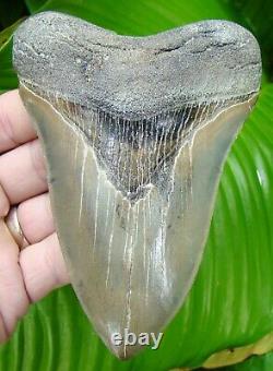 Megalodon Shark Tooth 5 & 1/8 Super Serrated Real Fossil Sydni