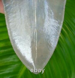 Megalodon Shark Tooth 5 & 1/8 Super Serrated Real Fossil Sydni