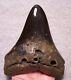 Megalodon Shark Tooth 5 1/8 Teeth Fossil Stunning Giant Diamond Polished Jaw