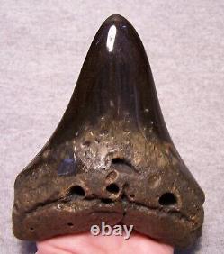 Megalodon Shark Tooth 5 1/8 Teeth Fossil Stunning Giant Diamond Polished Jaw