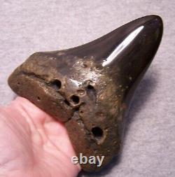 Megalodon Shark Tooth 5 1/8 Teeth Fossil Stunning Giant Diamond Polished Jaw
