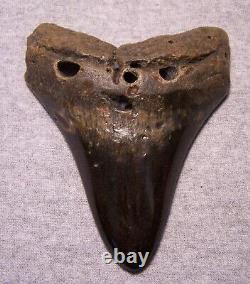Megalodon Shark Tooth 5 1/8 Teeth Fossil Stunning Giant Diamond Polished Jaw