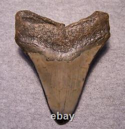 Megalodon Shark Tooth 5 1/8 Teeth Fossil Stunning Giant Diamond Polished Jaw