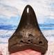 Megalodon Shark Tooth 5 1/8 Teeth Fossil Stunning Giant Diamond Polished Real
