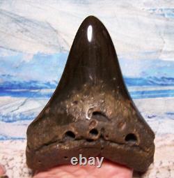 Megalodon Shark Tooth 5 1/8 Teeth Fossil Stunning Giant Diamond Polished Real