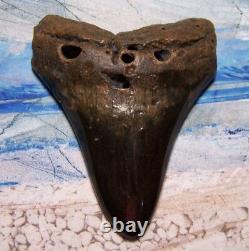 Megalodon Shark Tooth 5 1/8 Teeth Fossil Stunning Giant Diamond Polished Real