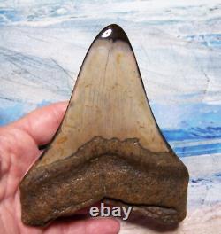 Megalodon Shark Tooth 5 1/8 Teeth Fossil Stunning Giant Diamond Polished Real