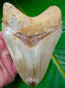 Megalodon Shark Tooth 5 & 1/8 ULTRA RARE INDONESIAN NO RESTORATIONS