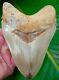 Megalodon Shark Tooth 5 & 1/8 Ultra Rare Indonesian No Restorations