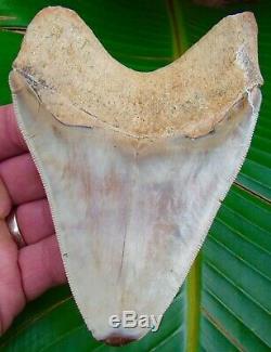 Megalodon Shark Tooth 5 & 1/8 ULTRA RARE INDONESIAN NO RESTORATIONS