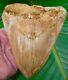 Megalodon Shark Tooth 5 & 1/8 Ultra Rare Southeast Asia 2nd Or 3rd Row