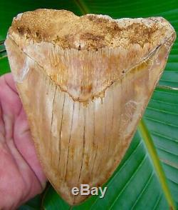 Megalodon Shark Tooth 5 & 1/8 ULTRA RARE SOUTHEAST ASIA 2nd or 3rd ROW