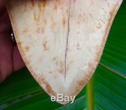 Megalodon Shark Tooth 5 & 1/8 ULTRA RARE SOUTHEAST ASIA 2nd or 3rd ROW