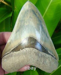 Megalodon Shark Tooth 5 & 1/8 in. BEATUFIFUL COLORS REAL FOSSIL SYDNI