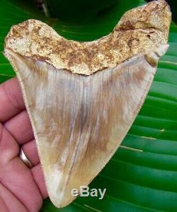 Megalodon Shark Tooth 5 & 1/8 in. COLORFUL INDONESIAN NO RESTORATION