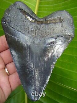 Megalodon Shark Tooth 5 & 1/8 in. HUGE POLISHED MEG REAL FOSSIL SC RIVER