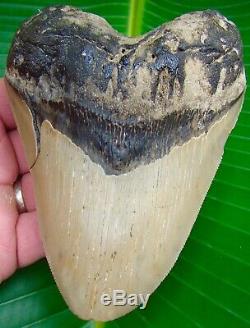 Megalodon Shark Tooth 5 & 1/8 in. HUGE SIZE SERRATED NO RESTORATIONS