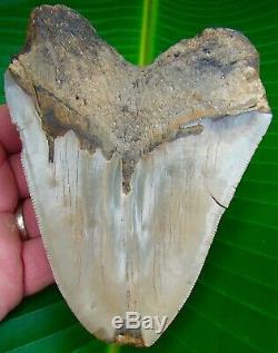 Megalodon Shark Tooth 5 & 1/8 in. HUGE SIZE SERRATED NO RESTORATIONS