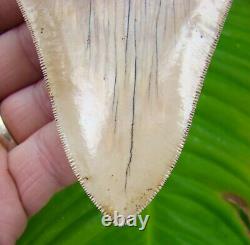 Megalodon Shark Tooth 5 & 1/8 in. MUSEUM GRADE INDONESIAN NO RESTORATION