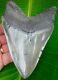 Megalodon Shark Tooth 5 & 1/8 In. Not Fake Real Fossil No Restorations