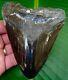 Megalodon Shark Tooth 5 & 1/8 In. Real Fossil Sharks Teeth Jaw