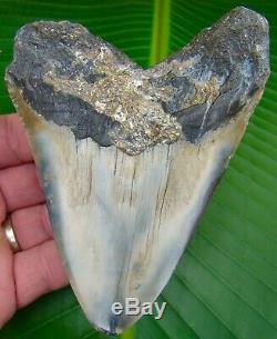 Megalodon Shark Tooth 5 & 1/8 in. REAL FOSSIL SHARKS TEETH JAW