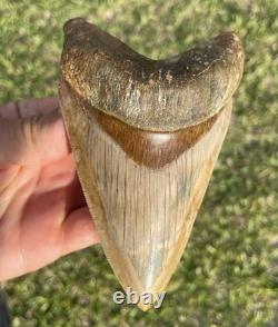 Megalodon Shark Tooth 5.1 Indonesian All Natural Shark Tooth Fossil