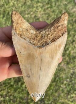 Megalodon Shark Tooth 5.1 Indonesian All Natural Shark Tooth Fossil